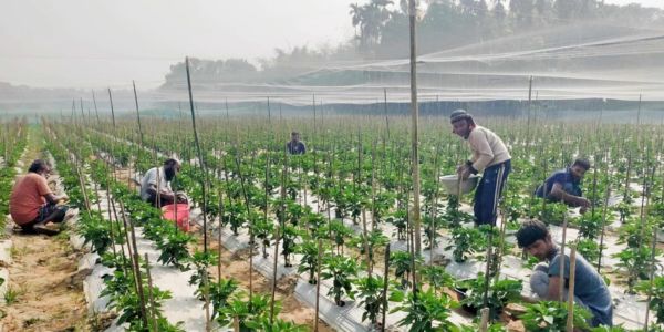 কুষ্টিয়ায় ক্যাপসিকামে কৃষকের লাভ দ্বিগুণ